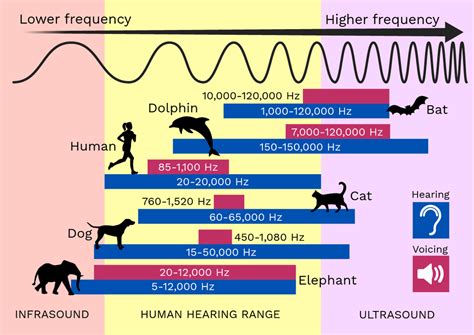 auditory vs acoustic|Acoustic vs. Audio .